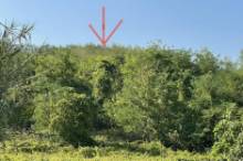 Vendita terreno edificabile Pesaro - Zona Ginestreto (TE200)