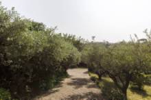 Vendita casale con terreno località Ginestreto (RC880)